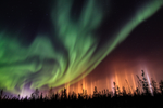 Northern Lights over a fall forest in the Northwest Territories