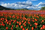 A tulip field in Abbotsford, British Columbia