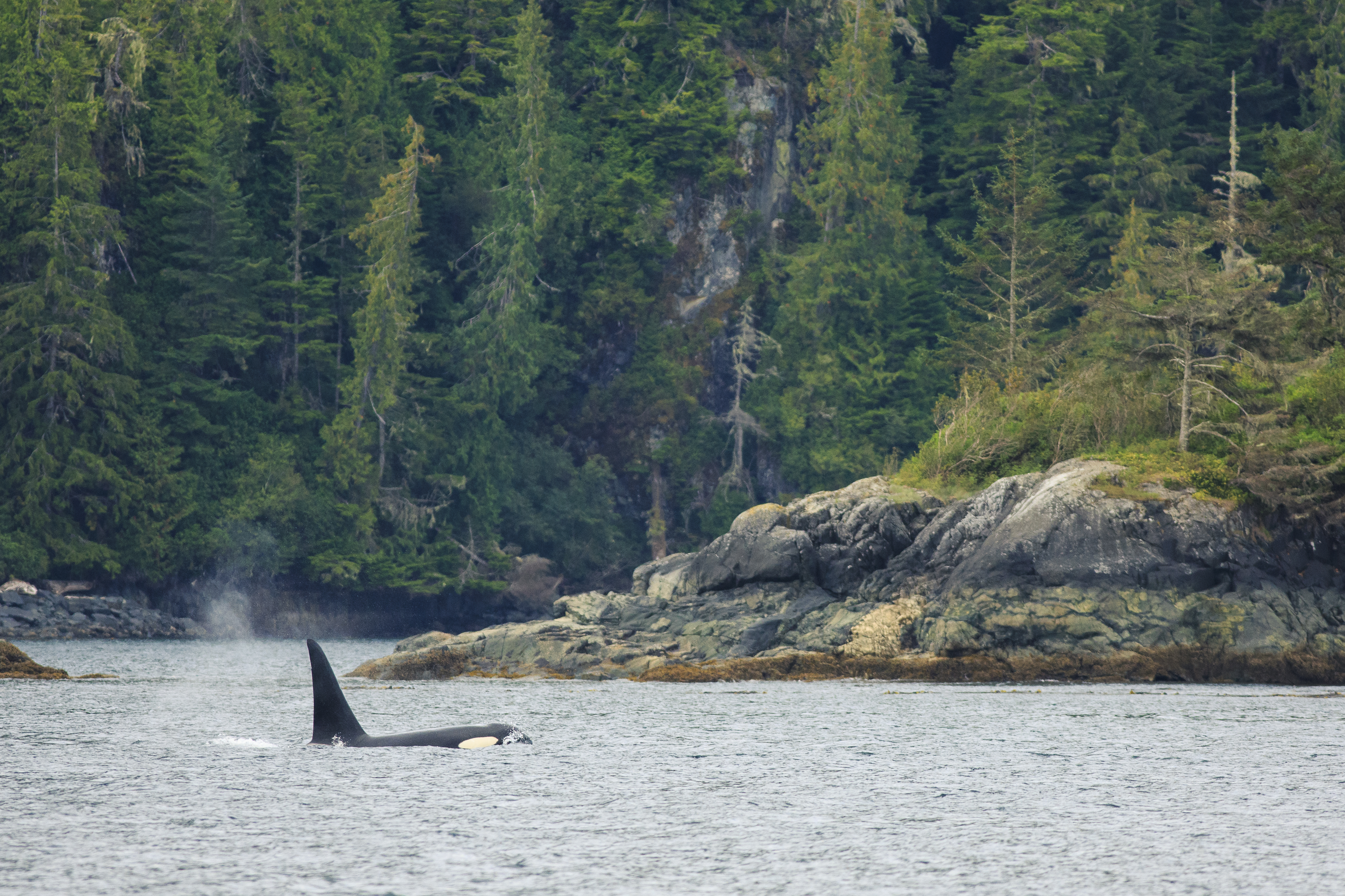 Orca in Johnstone Strait