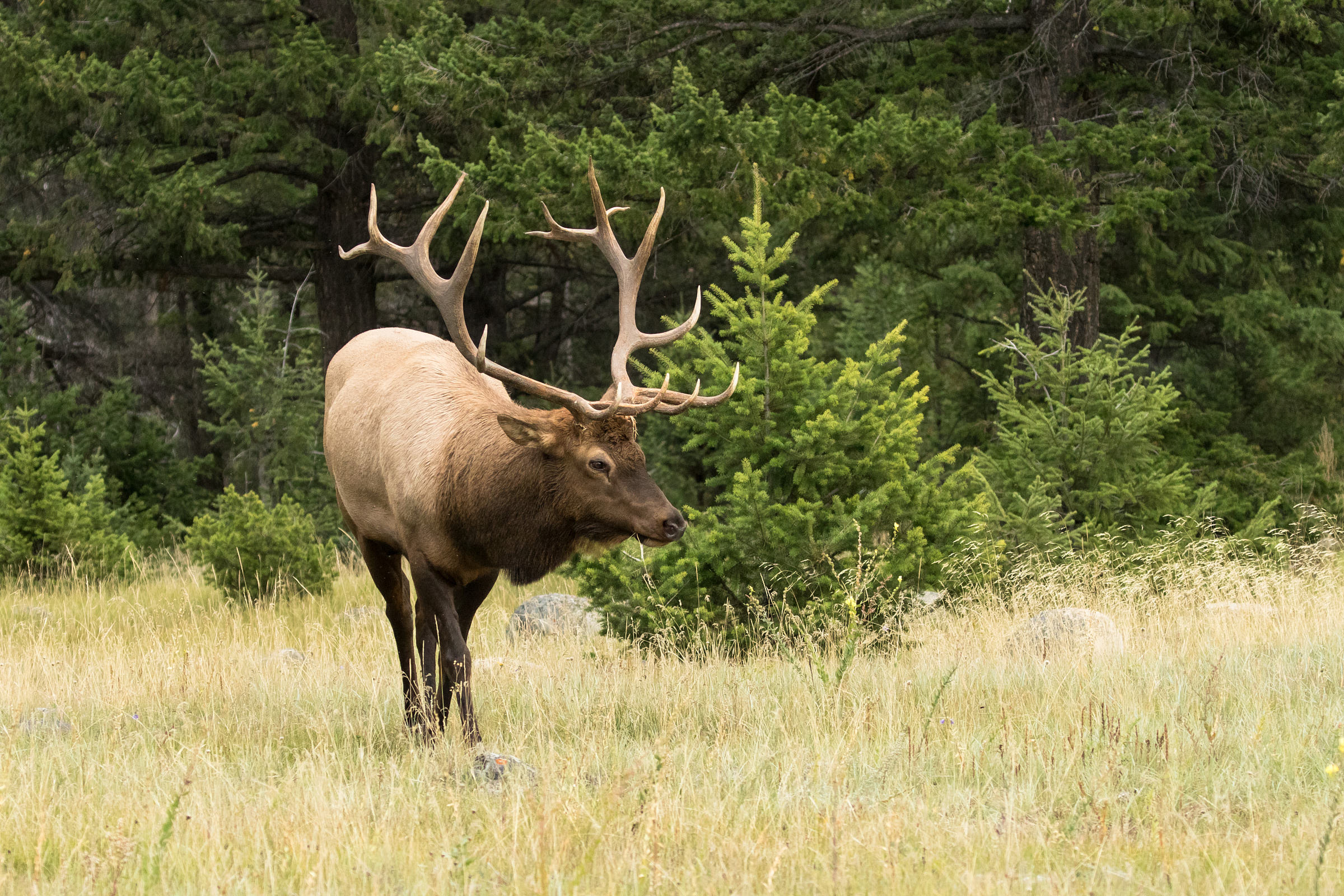 Elk in grassy meadow next to forest