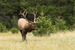 A male elk with antlers in a grassy meadow in Jasper with trees behind 