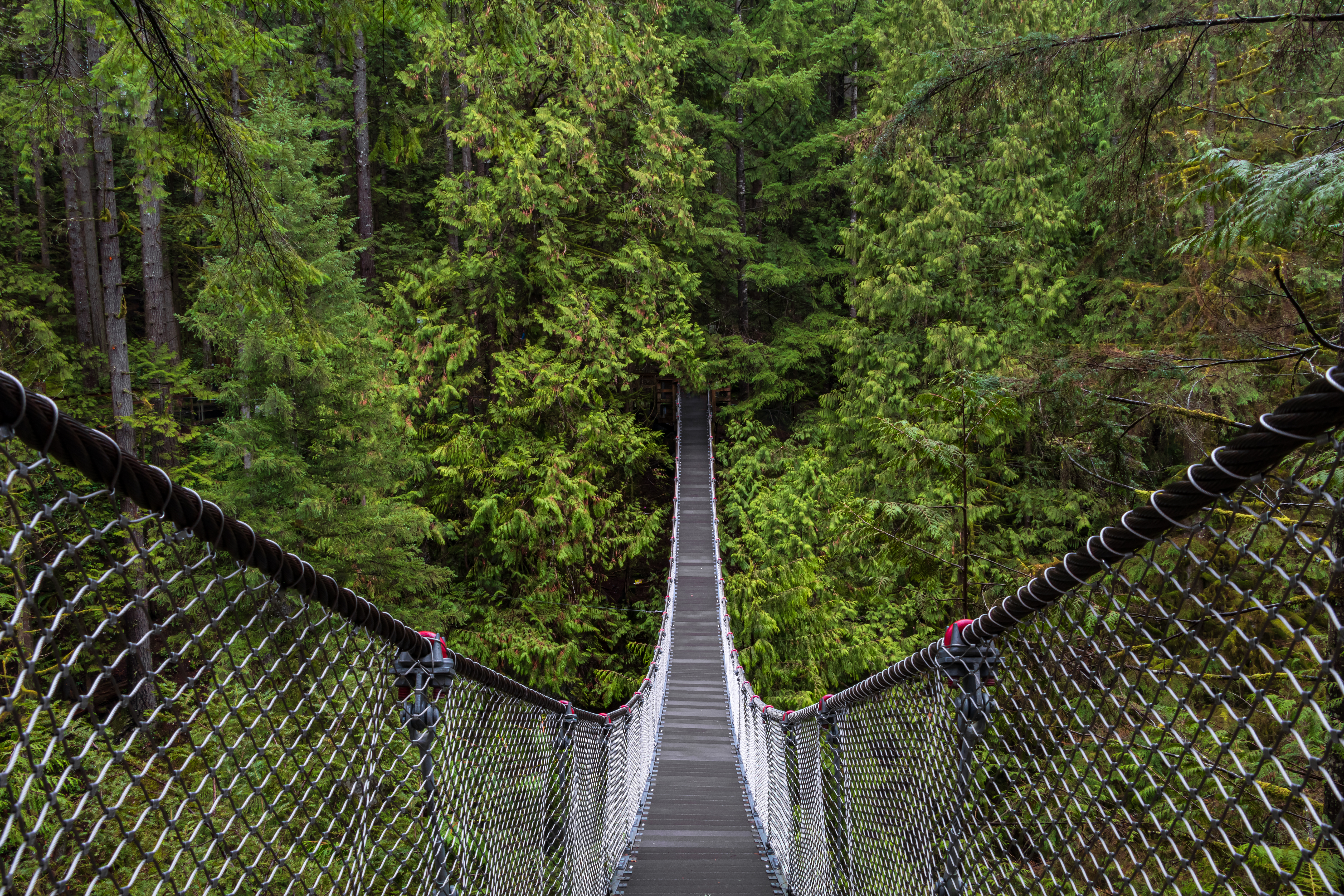 View along the Lynn Canyon Suspension Bridge in the forest 