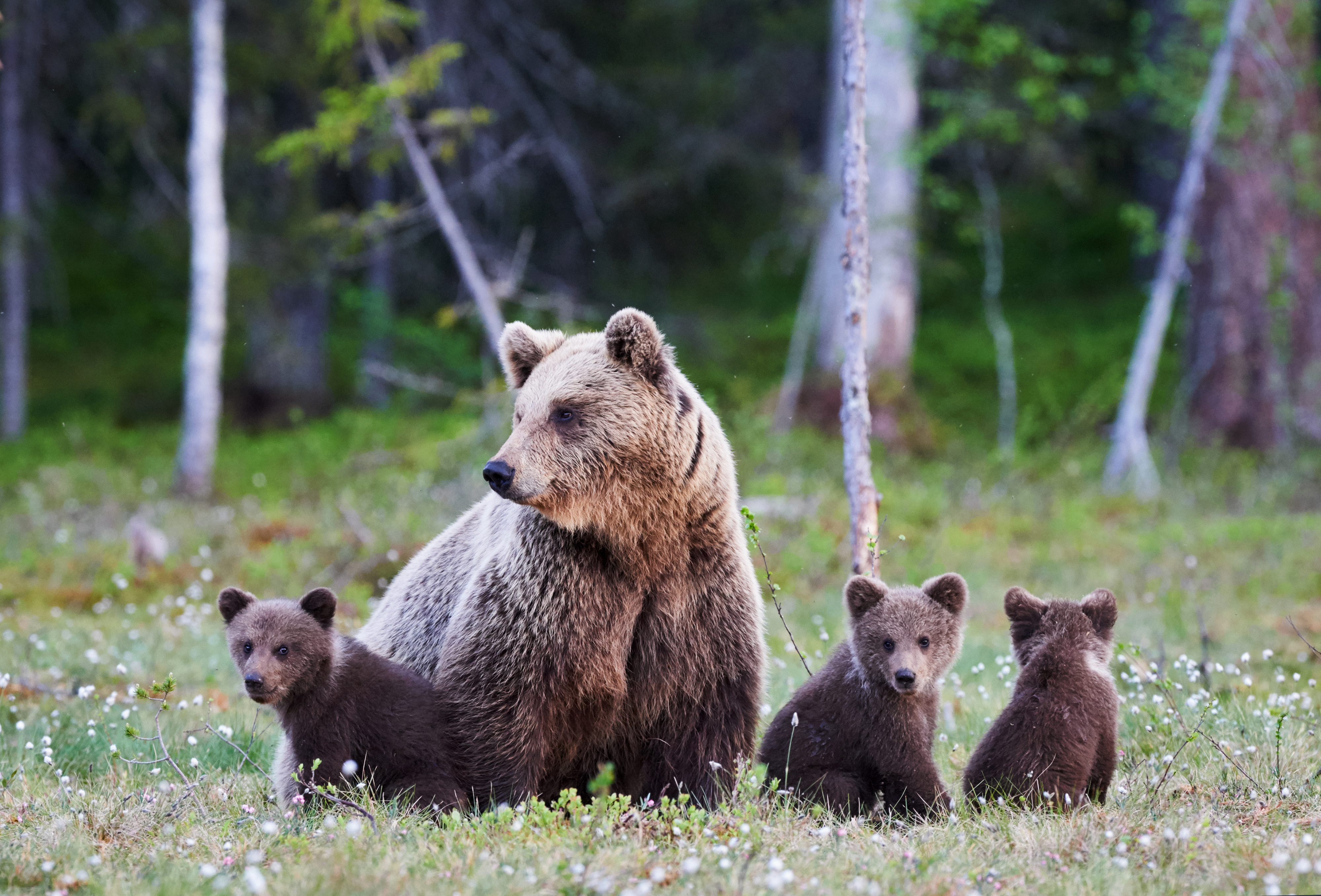 A grizzly bear and three cubs sitting in a grassy field