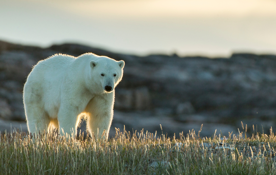 Polar bear stand in the grass in sunset in Northern Canada