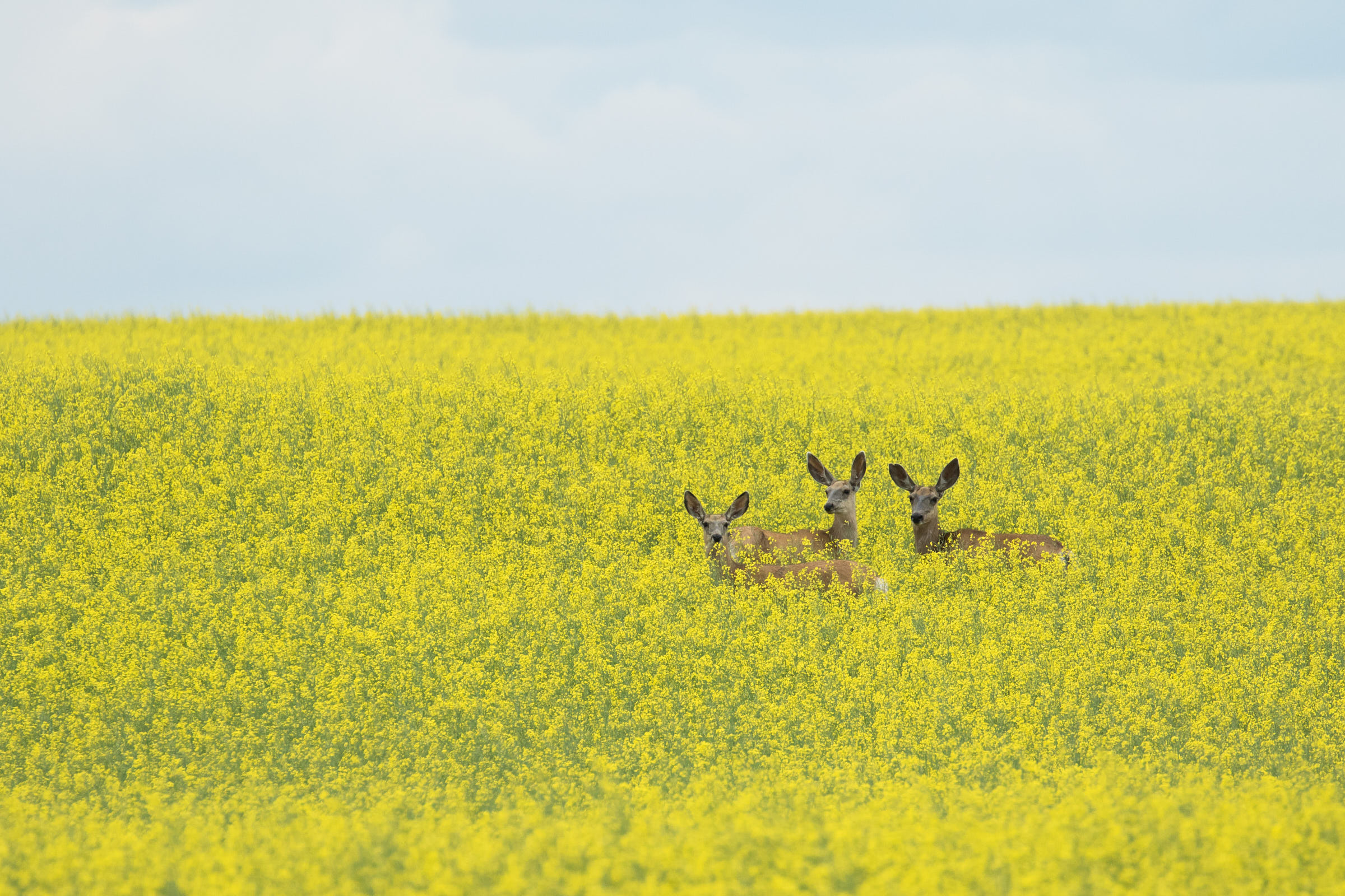 Mule Deer in a Canola Field