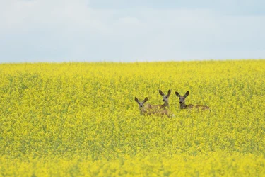 Mule Deer in a Canola Field
