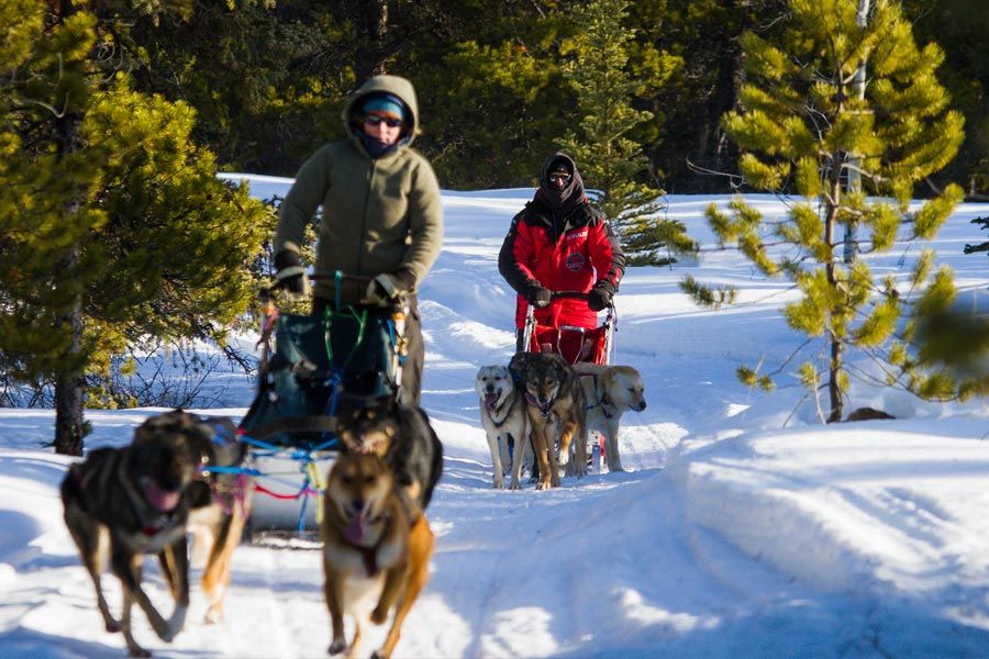 Dog sledding group from Southern Lakes Resort