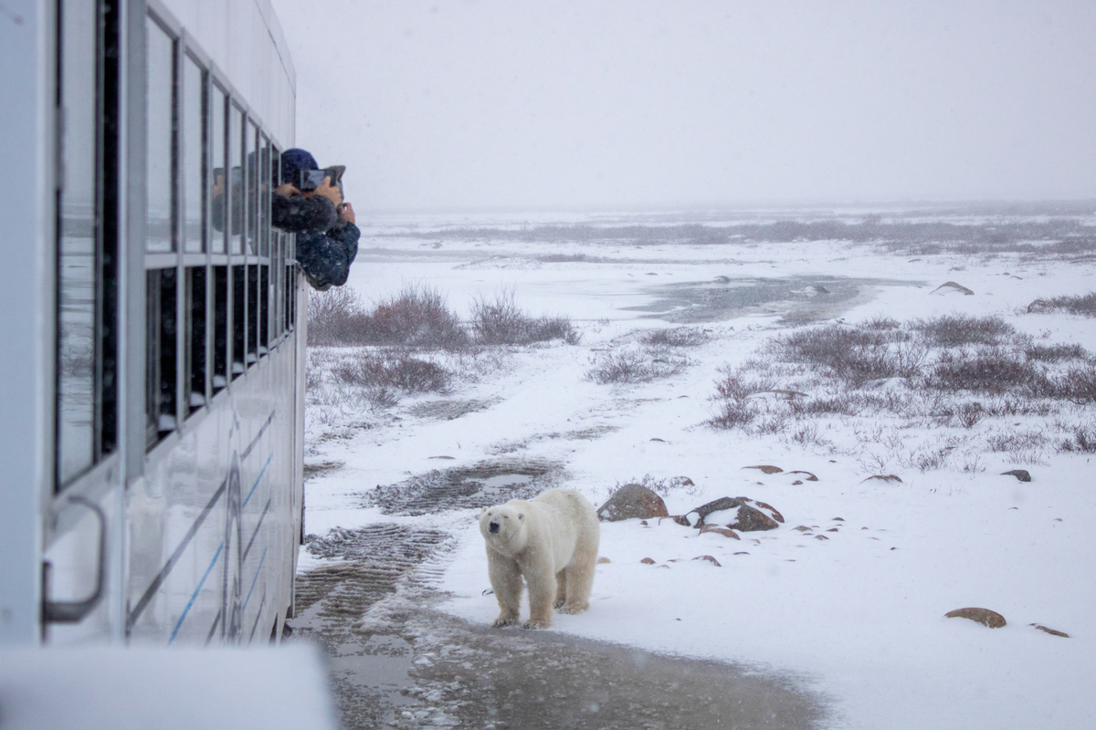 Polar bear stands in the snow and looks up at a tundra buggy vehicle in Churchill, Manitoba