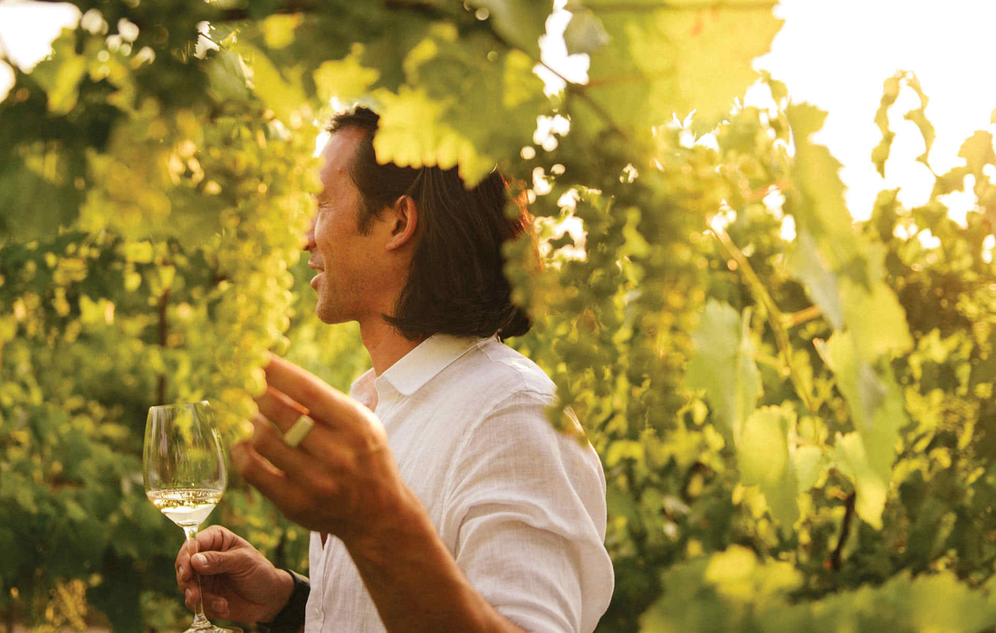 Golden autumn grapevines in a Canadian vineyard where visitors see fall foliage during the fall.