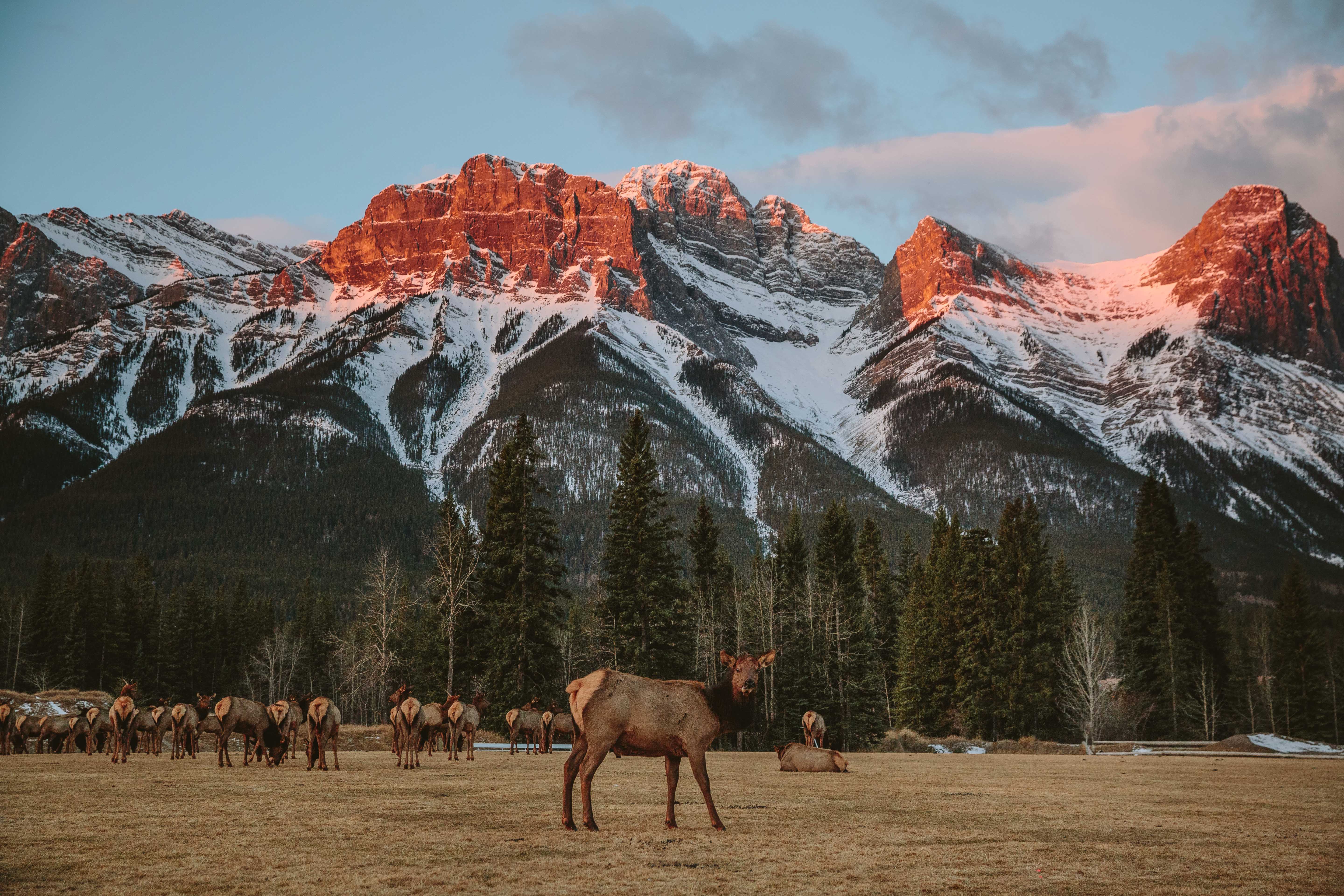 Scenic shot of herd of elk in field with snow-capped mountains behind