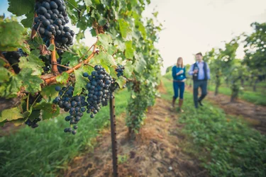 Discover the Niagara Region