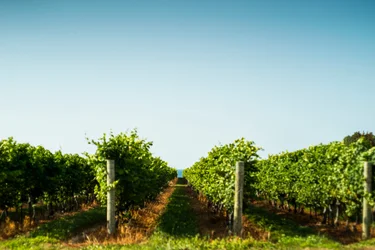Niagara-on-the-Lake Vineyard