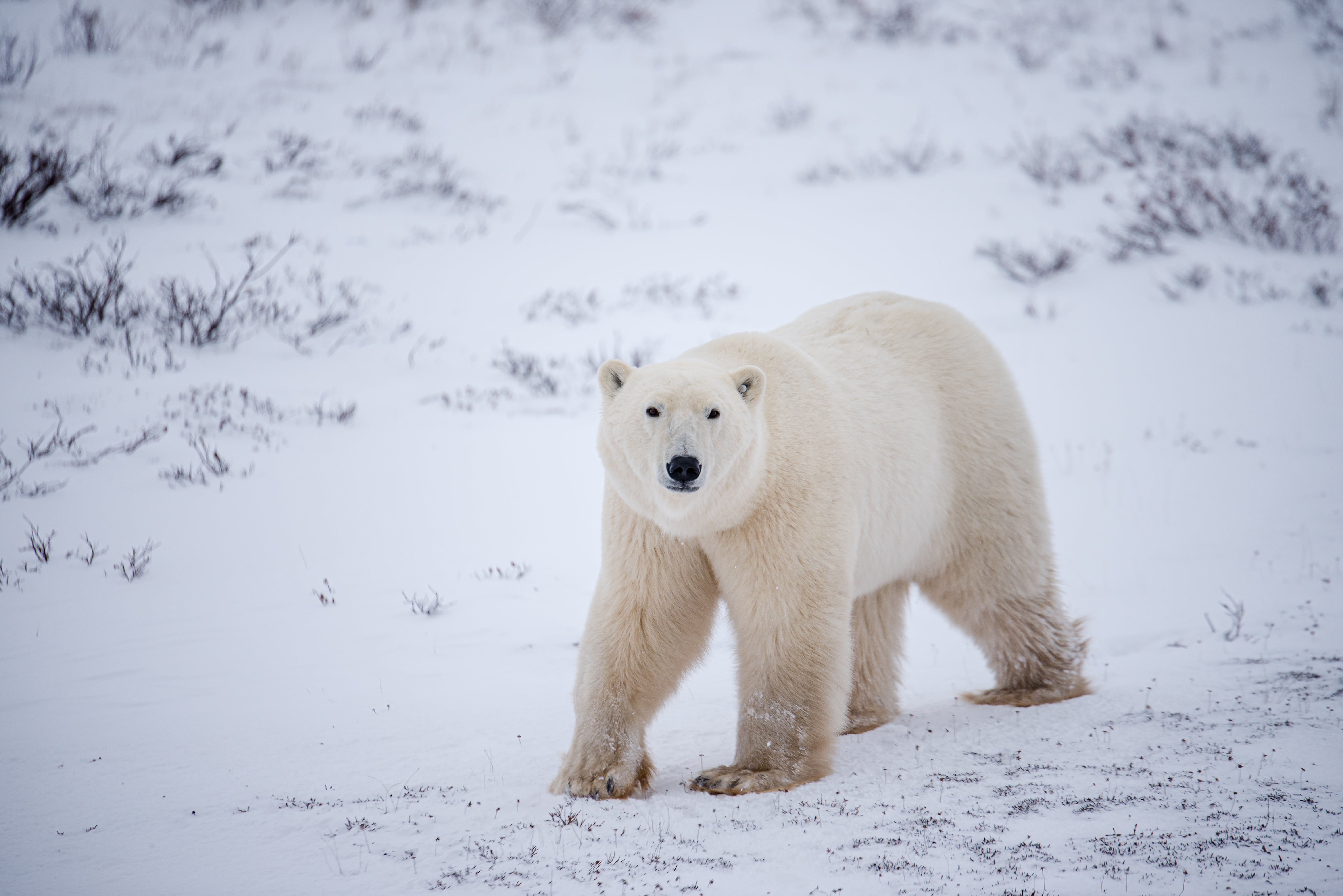 Hundreds of polar bears come to Churchill as they wait for the Hudson Bay to freeze