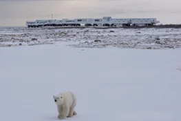 Journey to the Tundra Buggy Lodge