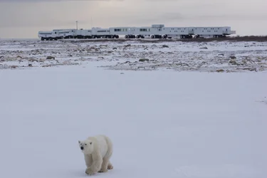 Journey to the Tundra Buggy Lodge