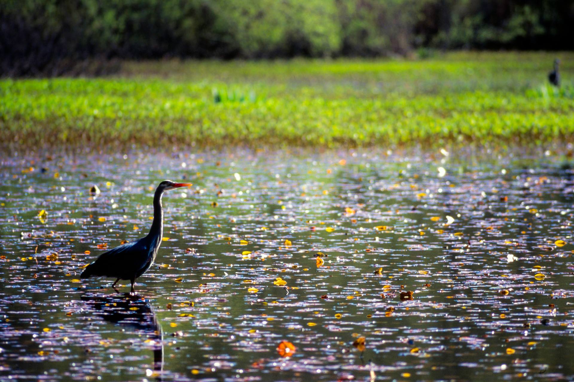 Tall and long-legged bird with blade-like bill wades in shallow water in Stanley Park's Beaver Lake