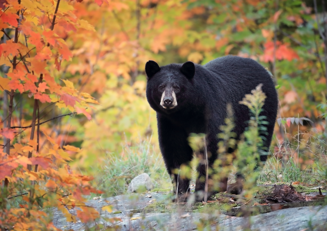 Wild Black Bear stands among fall foliage and looks on