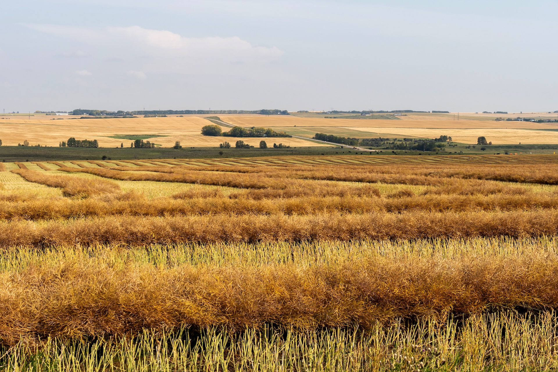 A rural autumn scene with canola swaths in the foreground on the Canadian prairies in Alberta, Canada