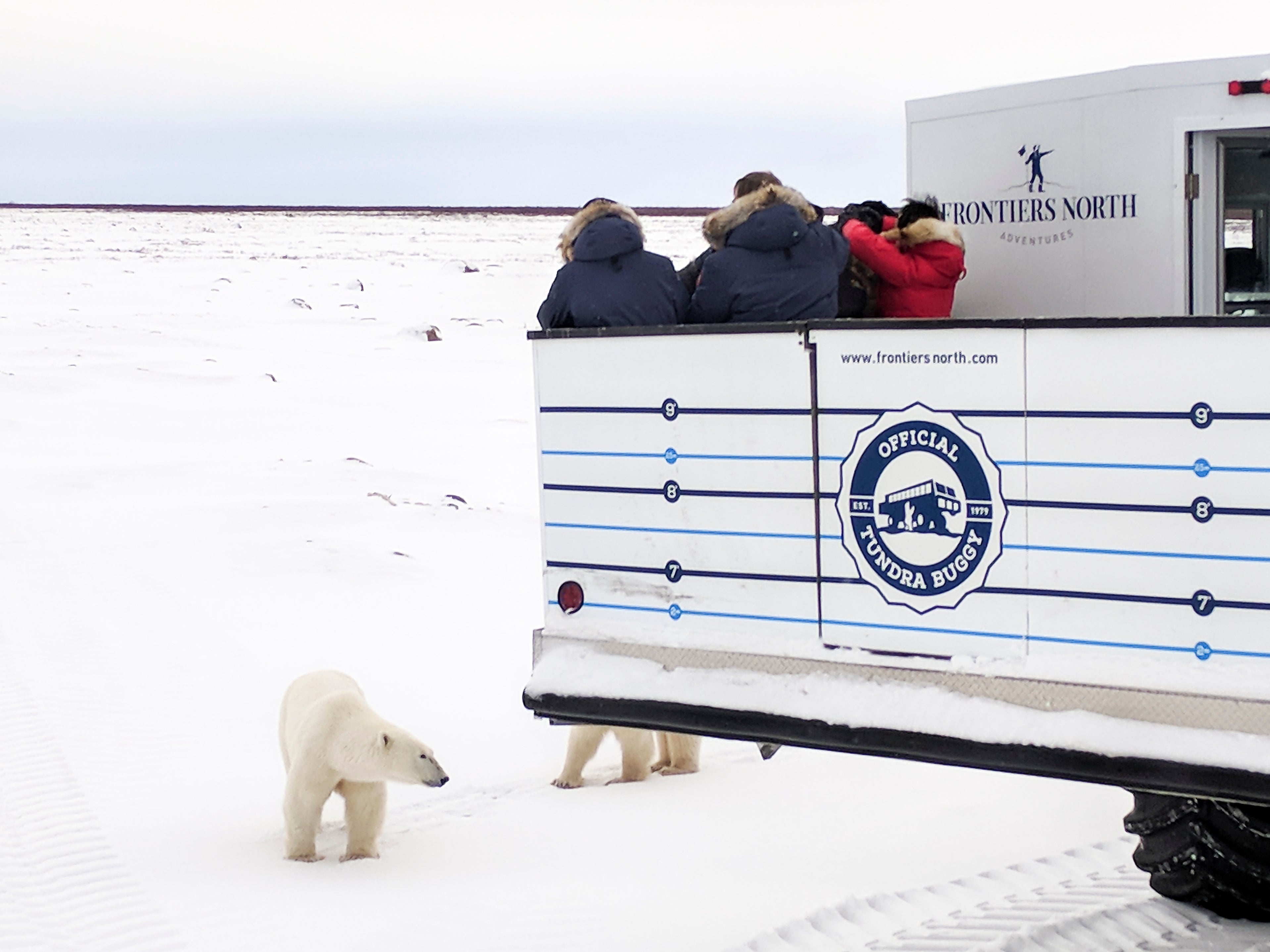 The Tundra Buggy is specially designed for crossing the tundra and has an outdoor viewing platform
