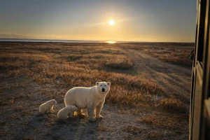 Canada Polar Bears