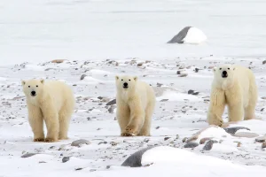 Another Tundra Buggy adventure