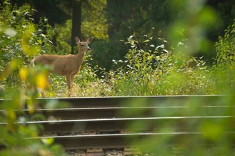 Rocky Mountaineer train trips in Spring