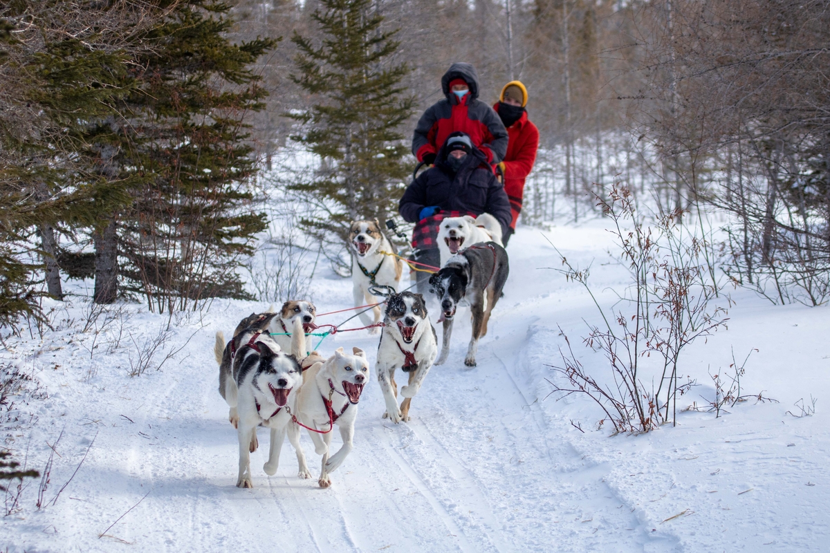 Crediting is required when using Frontiers North's photos. This means you have to credit both the photographer and Frontiers North Adventures using the following convention: © Photographer's Name/Frontiers North Adventures.

Image Caption:
Hosted by a local resident and dog sledding expert, you will learn about Métis culture and the history of dog sledding in northern Canada. Enjoy an exhilarating ride behind a strong team of sled dogs on a custom-made sled or cart.