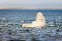 Beluga kayaking and local culture