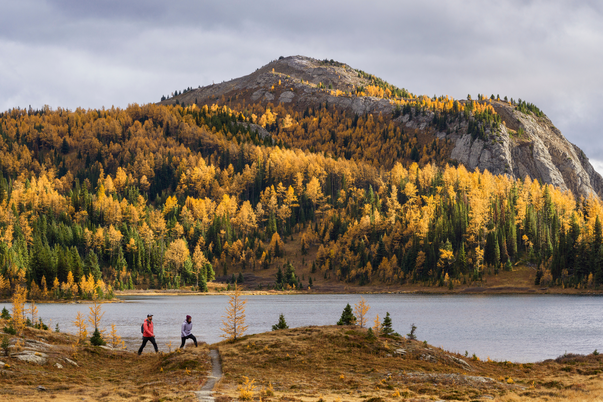 People hiking in Sunshine Meadows during larch season