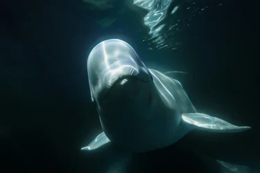Beluga whale adventure