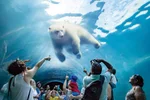 Polar bear swimming over top of people in a tunnel at the Assiniboine Park Zoo