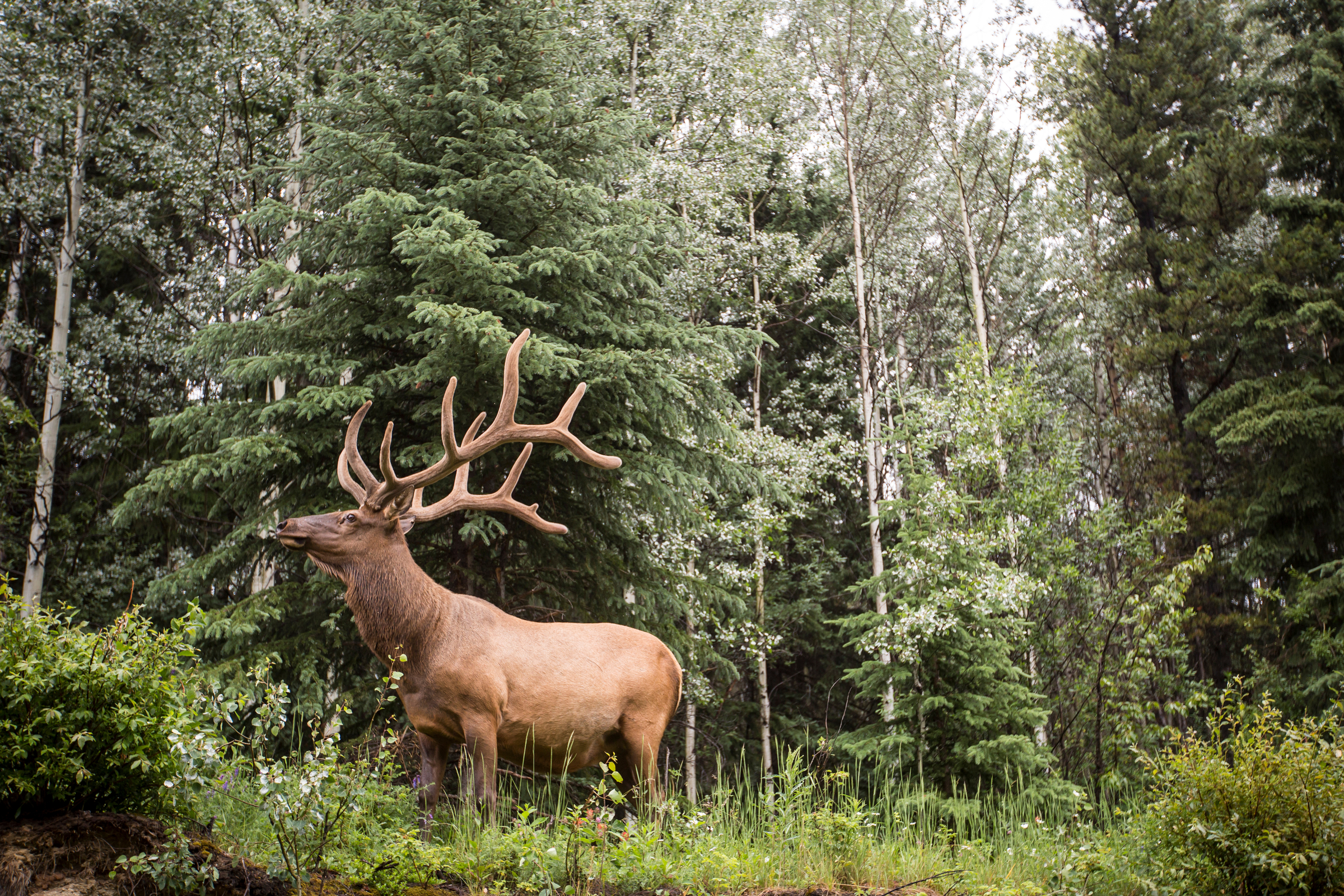 Elk as seen along Journey Through the Clouds route.