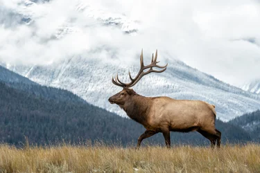 Jasper in Spring