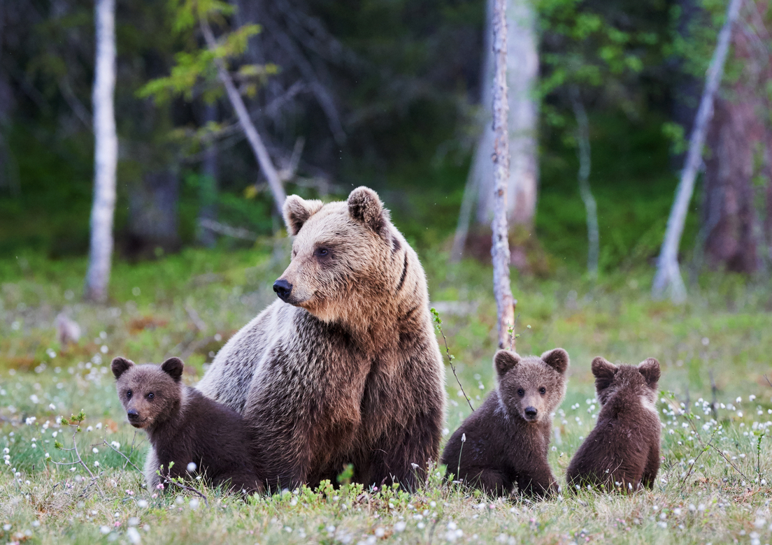 Bear with three cubs sitting in a grassy field in the Canadian Rockies