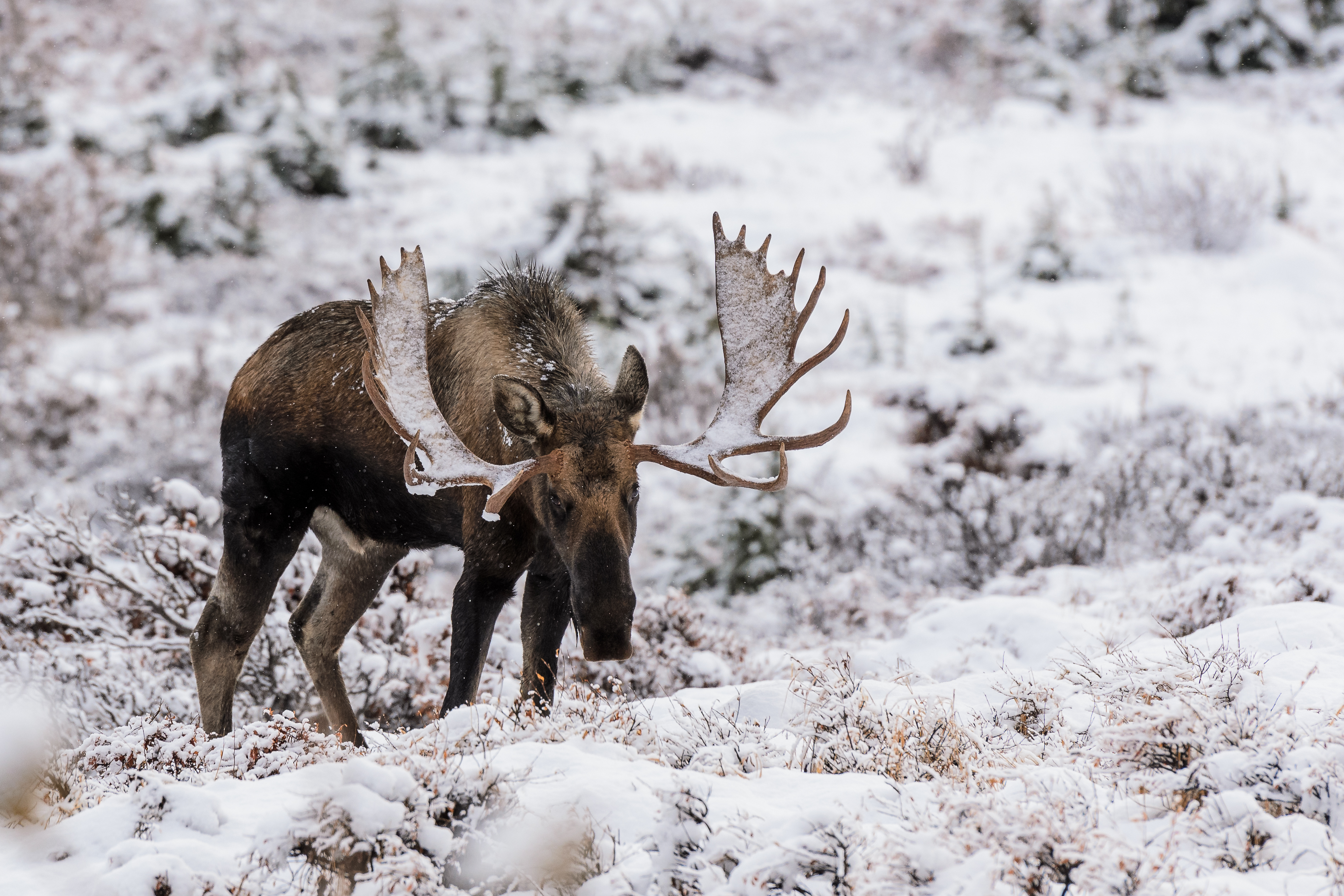 Wildlife viewing tours