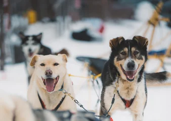 Close up of two husky dogs waiting to take guests on a dogsledding excursion in Churchill
