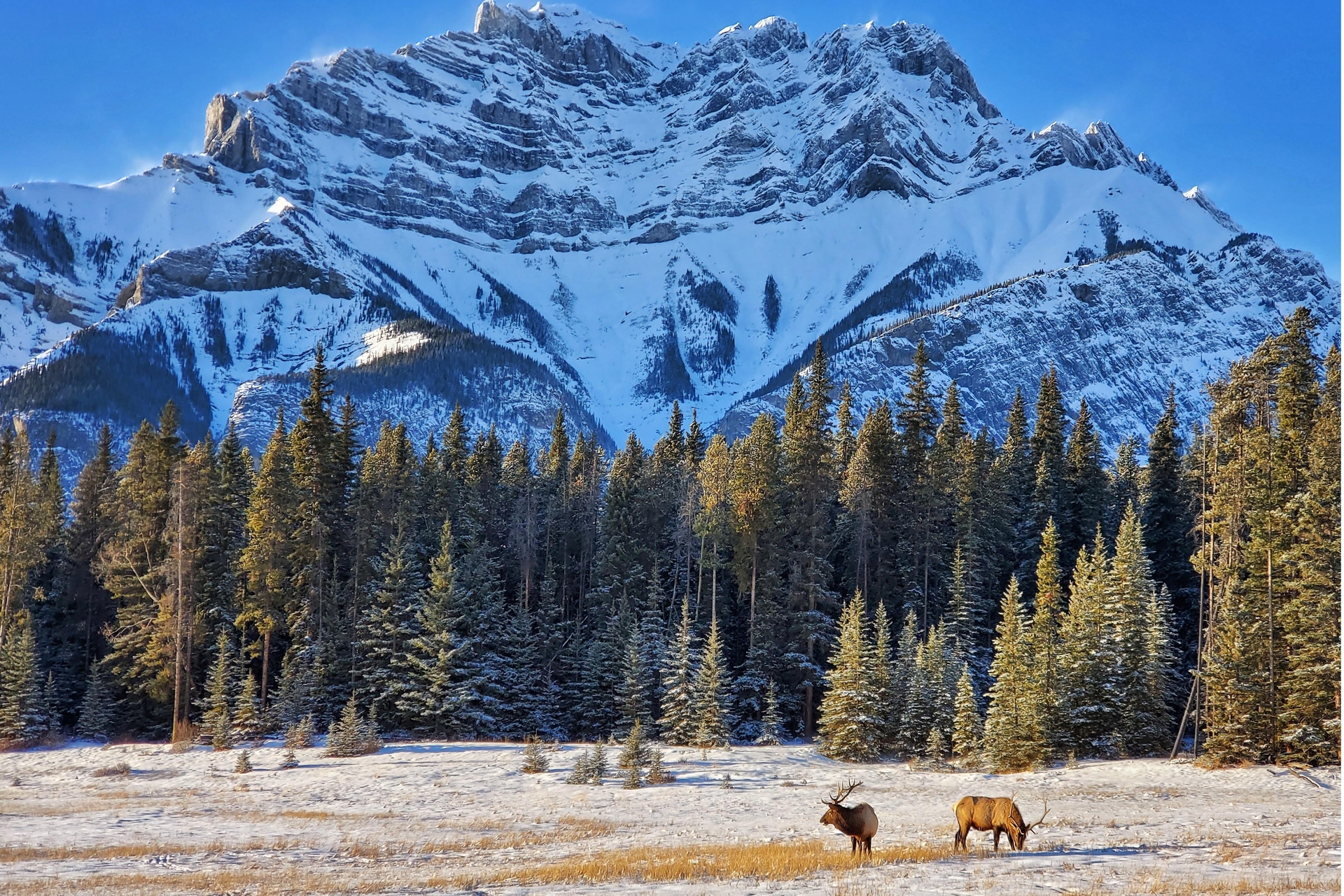 Two elk standing in a meadow with trees and a snowy mountain in the background.