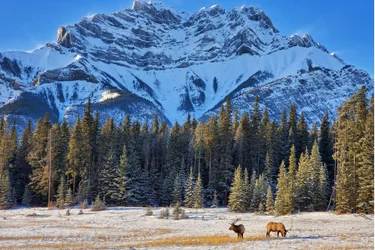 Two elk standing in a meadow with trees and a snowy mountain in the background.