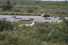 Polar bear viewing, back to Winnipeg