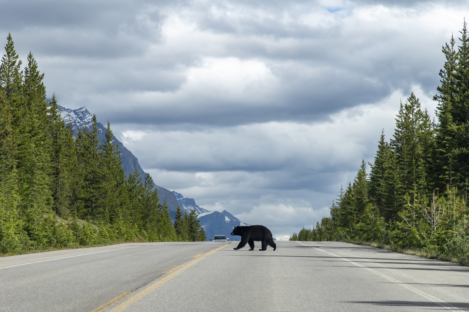 View over the length of the road of the Icefields Parkway, Alberta, Canada, a black bear in the middle crossing to the other side; in distance car approaching on other side