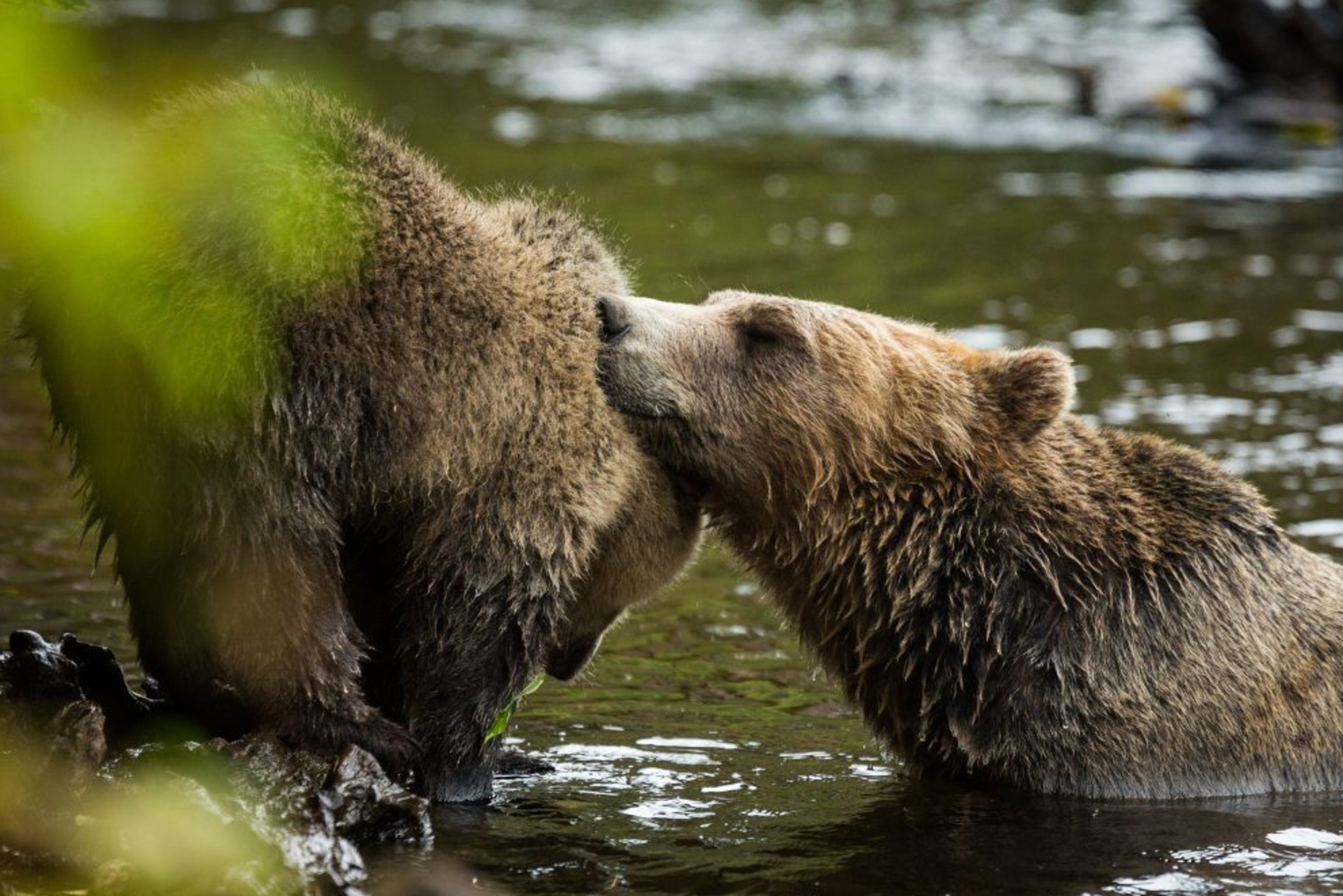 Spend time with bears