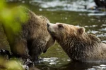 Spend time with bears
