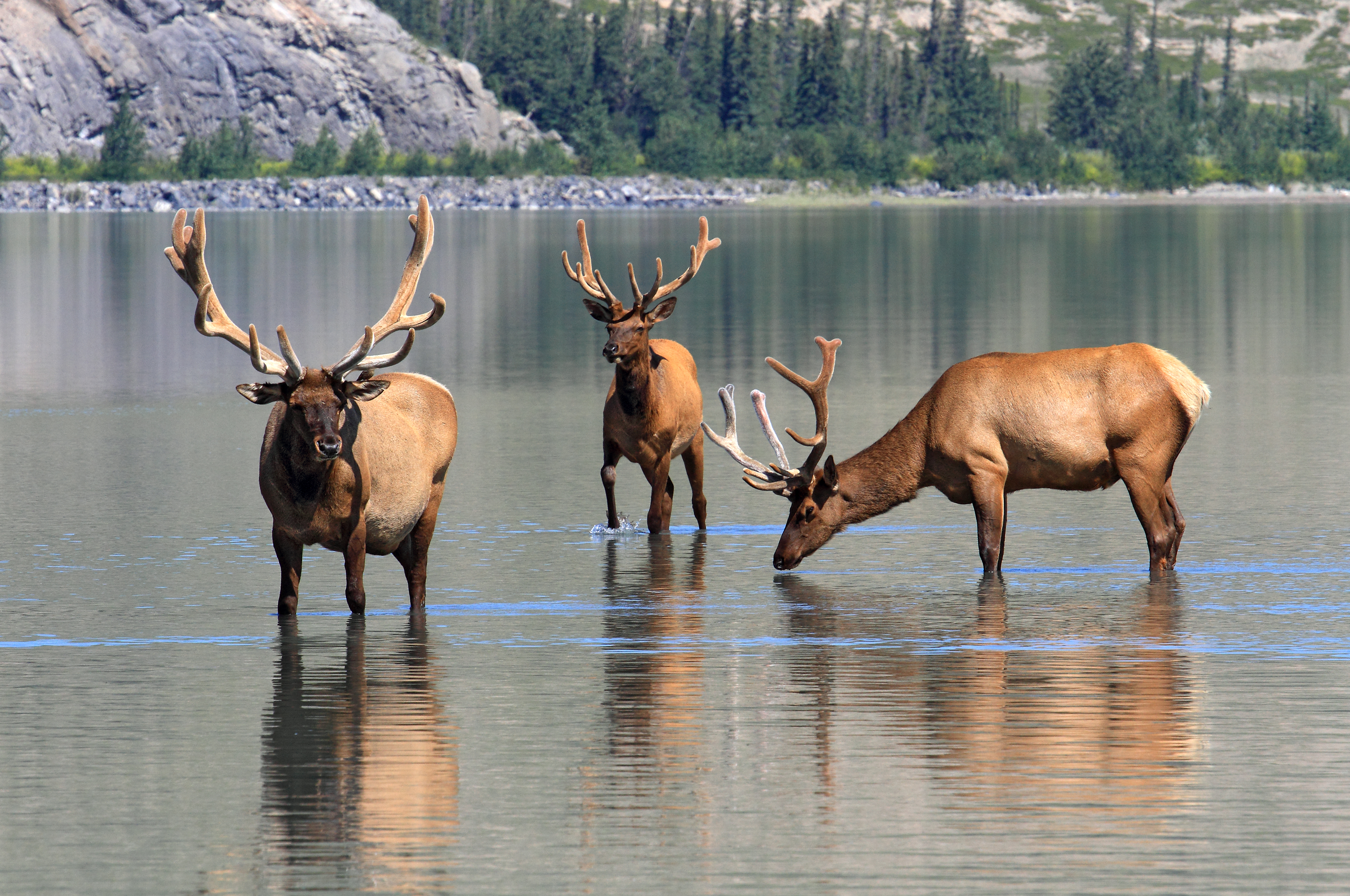 Three bull elk or wapiti taking a refreshing stroll in Lake