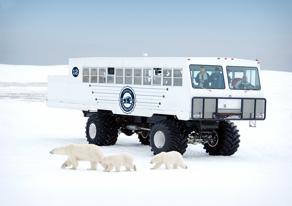 Three polar bears walk in front of a tundra buggy vehicle in Churchill