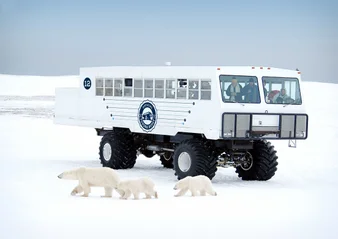 Three polar bears walk in front of a tundra buggy vehicle in Churchill