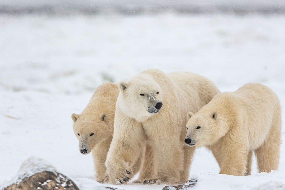 Close up of three polar bears walking across the snow in Churchill 