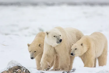 Close up of three polar bears walking across the snow in Churchill