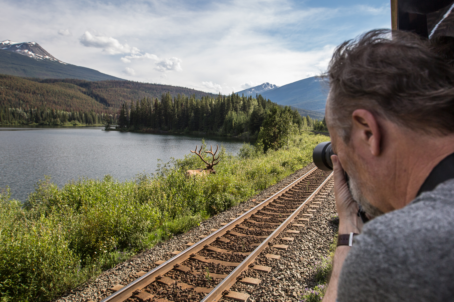 A guest captures a photo of an elk from the Gold Leaf Service outdoor viewing platform.