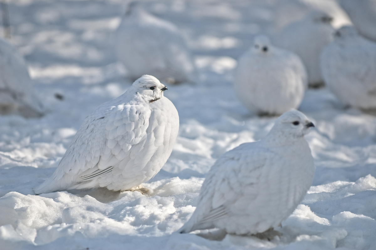 Wild Ptarmigan in the arctic snow.  White on white, focus on one bird.