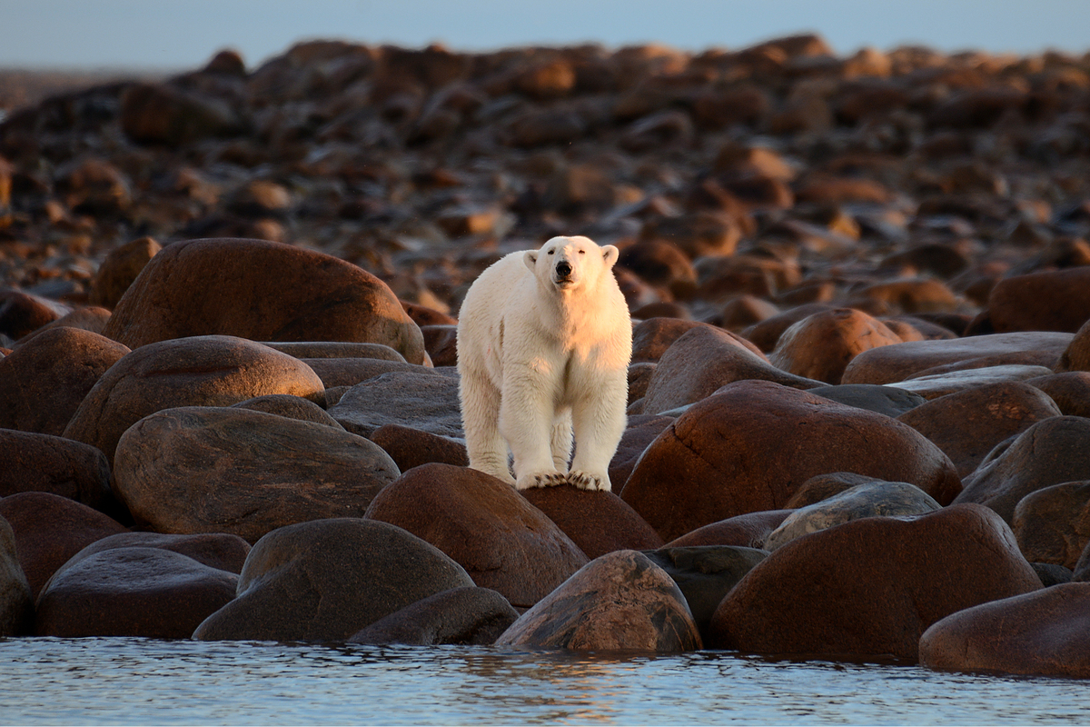 Polar bear standing on the rocks in Hudson Bay near Churchill, Manitoba